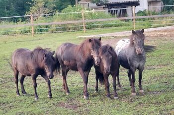Verschiedene Ponys, Pferde und Absetzer
