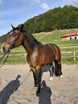 Verschmuste Stute von RIVERO II
