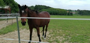 Verschmuster Araber-Wallach als Beisteller, T. , Horses For Sale, Straubing