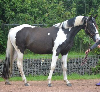 Sehr niedliche, vielseitig einsetzbare Paint/Pinto Stute, Kerstin Rehbehn (Pferdemarketing Ost), Horses For Sale, Nienburg