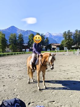 Sehr ausdruckstarker fast 4-jähriger Haflingerwallach, Josef Fink, Horses For Sale, Schleedorf