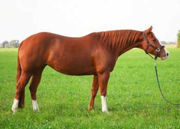 Ganz liebe, verschmuste Quarter Horse Stute, Kerstin Rehbehn (Pferdemarketing Ost), Horses For Sale, Nienburg