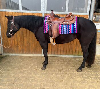 sehr liebe, schwarze Quarter Horse Stute, Kerstin Rehbehn (Pferdemarketing Ost), Horses For Sale, Nienburg