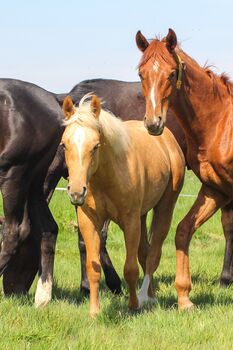 Sehr menschenbezogener, lieber Quarter Horse Hengst in toller Optik