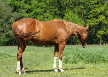 Sehr menschenbezogene, liebenswerte Quarter Horse Stute, Kerstin Rehbehn (Pferdemarketing Ost), Horses For Sale, Nienburg
