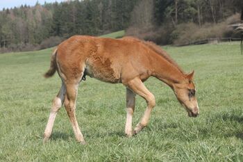 sehr menschenbezogenes Quarter Horse Hengstfohlen, Kerstin Rehbehn (Pferdemarketing Ost), Horses For Sale, Nienburg