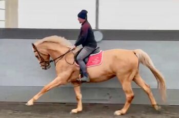 Sehr zuverlässige Warmblutstute