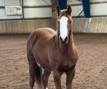 sehr gut gezogener, ausdrucksstarker Paint Horse Wallach, Kerstin Rehbehn (Pferdemarketing Ost), Horses For Sale, Nienburg