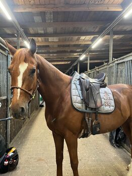 Pflege-/Reitbeteiligung, Jasmin Peyer, Horses For Sale, Magdeburg