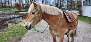 Fettleder Trensenzaum / Kappzaum / Zügel, Tierisch Verknotet  Trense / Kappzaum / Zügel, Julia Striegl, Other, Gütersloh