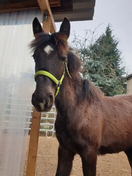 Fohlen Smokey Black (creme gen), Fam. Rudolph, Horses For Sale, Schönwölkau