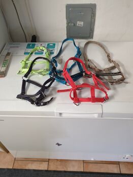 Fohlen/Shettyhalftern, Tanja, Halters, Lohra