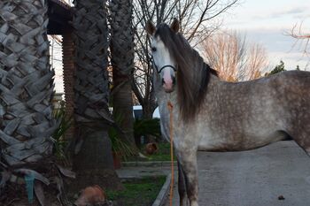 Vicaro - Ein Traumpferd mit besonderer Abstammung, Post-Your-Horse.com (Caballoria S.L.), Horses For Sale, Rafelguaraf