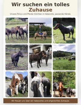 Viele tolle Pferde, Ponys und Fohlen, P.a., Pferd kaufen, Bruck an der Mur 