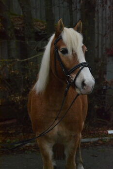 Vielseitiger, gefahrener Haflinger sucht neues Zuhause, F.L, Pferd kaufen, Würzburg