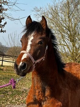 Vielseitiger Quarter Horse Stutjährling mit tollem Charakter
