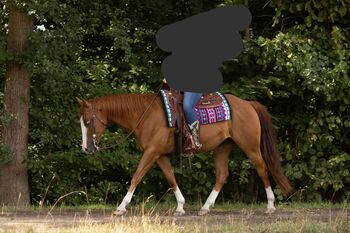 Vielseitiger Quarter Horse Wallach mit tollem Mind, Kerstin Rehbehn (Pferdemarketing Ost), Horses For Sale, Nienburg