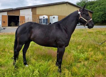 Vielseitiger, talentierter Quarter Horse Wallach mit bester Ranchhorse-Abstammung, Kerstin Rehbehn (Pferdemarketing Ost), Horses For Sale, Nienburg