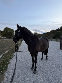 Vielseitiges Lehrpony für Freizeit und Turnier!!