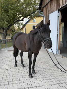 Vielseitiges Lehrpony für Freizeit und Turnier!!