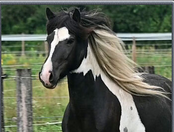 Vielversprechende Isistute