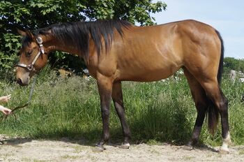 vielversprechende, korrekte Paint Horse Stute, Kerstin Rehbehn (Pferdemarketing Ost), Pferd kaufen, Nienburg