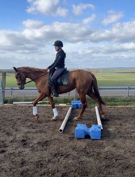 Vielversprechende Stute sucht Förderne Hände, Elly, Pferd kaufen, Schöppenstedt 