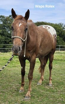 Vielversprechender Appaloosa-Wallach mit tollem Charakter