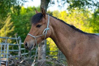 Vielversprechender Foundation Quarter Horse Youngster mit AQHA- und NFQHA-Papieren