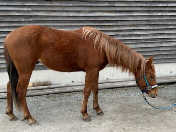 Vielversprechender Quarter Horse Hengst mit top Abstammung, Kerstin Rehbehn (Pferdemarketing Ost), Pferd kaufen, Nienburg