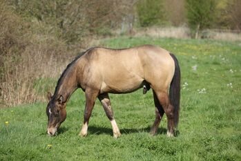 Vielversprechender Quarter Horse Wallach in dunskin