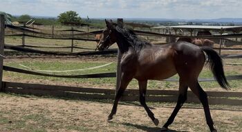 Vielversprechendes Englisches Vollblut-Hengstfohlen/Promising Thoroughbred colt