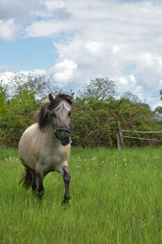 Wildpferd sucht neuen Menschen, Josephine Przyjemski, Horses For Sale, Waßmannsdorf