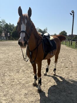 Vili - ungarische Gidran