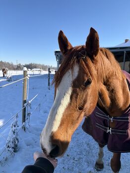 Vili - ungarische Gidran, Ena , Konie na sprzedaż, Graz,08.Bez.:Sankt Peter