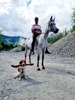 Lernwillige junge Araberstute mit besster Abstammung, Lena Meile, Horses For Sale, Giswil