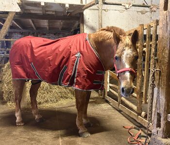 Winterdecke Regendecke 145cm, Kantrie, Severina Nüsse, Horse Blankets, Sheets & Coolers, Duderstadt