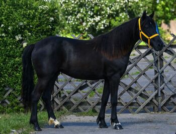 Violetta kinderpony, GEORGINA, Pferd kaufen, Szarvas