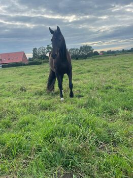 Vitalis Rappstute mit hervorragendem Dressurpotenzial, Linda Warmers, Horses For Sale, Stadtlohn