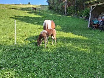 Vollblutaraber Finn, Michael Macheiner, Horses For Sale, 8822 Mühlen