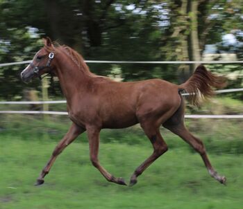 Vollblutaraber Hengstjährling, Susanne Kruse , Horses For Sale, Wittmund 