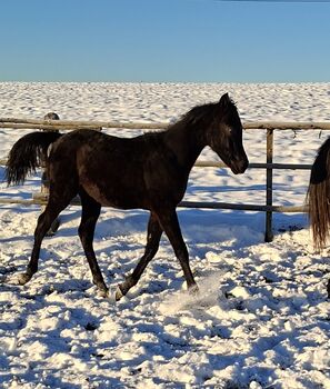 Vollblutaraber Jährlingshengst, rein ägyptisch
