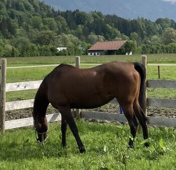 Vollblutaraber-Stute braun zu verkaufen, Burga Widmayer, Horses For Sale, Kramsach
