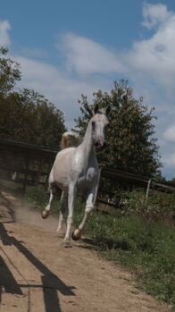 Vollblutaraber stute, Al-Sahl al-Kabir Arabians, Horses For Sale, Nagyrécse