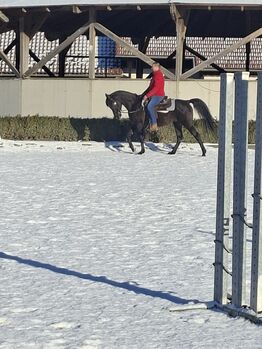 Vollblutaraber Rapphengst, rein ägyptisch