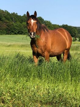 Vollblut Schmusebär, Mary , Horses For Sale, Kleinwolkersdorf