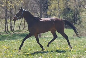Vollblutstute 4 jährig - Beisteller/Freizeit