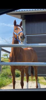 Vollblutstute, Jenny Langhard, Horses For Sale, Oberstammheim