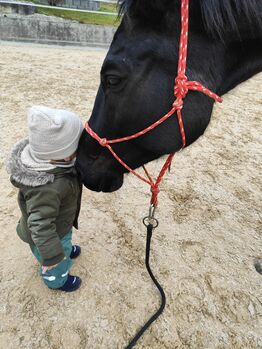 Charakterstarke Württemberger Vollblutmix Stute sucht Herzensplatz
