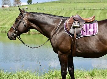 Thoroughbred Gelding – English, Western, Bridleless & Trail